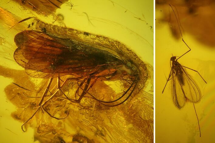 Fossil Caddisfly (Trichoptera) & Fly (Diptera) in Baltic Amber #142243